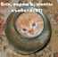 Кореш
