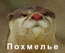 Похмелье